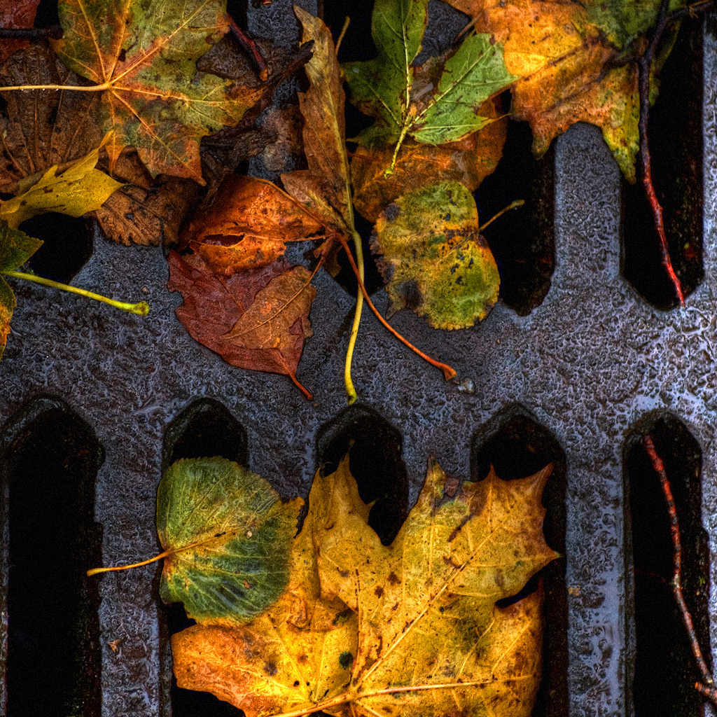 leaves on sewer sink ipad background