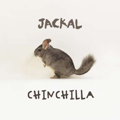 jackal chinchilla